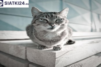 Siatki Rumia - Siatka na balkony dla kota i zabezpieczenie dzieci dla terenów Rumi